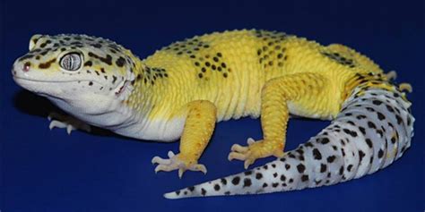 Best 25 Leopard Gecko Morphs | MyPetCareJoy