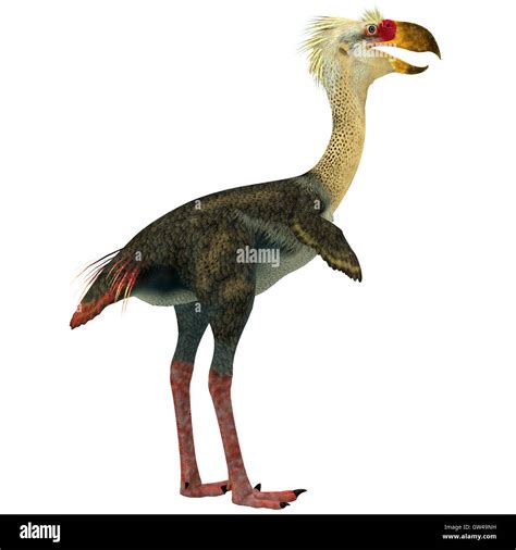 Dinosaur bird evolution hi-res stock photography and images - Alamy