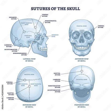 Sutures of the skull as human head bone medical division outline diagram. Labeled educational ...