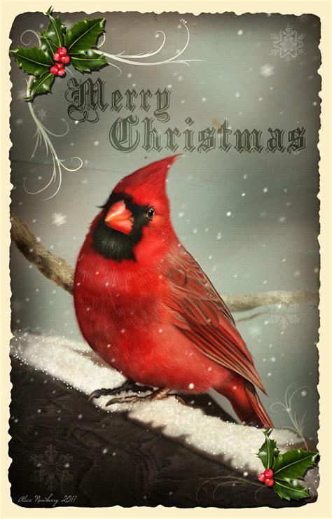 Cardinal Christmas card design by doormouse1960 on DeviantArt