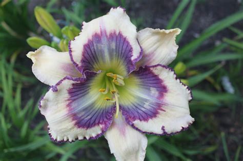 Lewis Daylily Garden: Some nice daylilies from 2017.