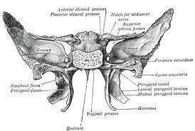 Esfenoides (hueso) - EcuRed