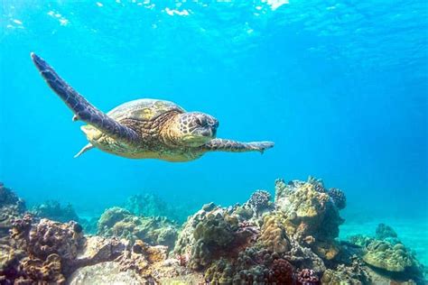 Turtle Town In Maui: Amazing Snorkeling With 1001 Turtles 🙂