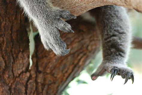 "Koala claws" Posters by Michelle * | Redbubble