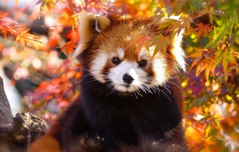 Baby Red Pandas Wallpaper