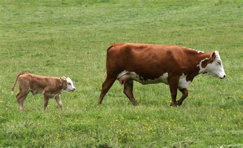 Cow and Calf Free Photo Download | FreeImages