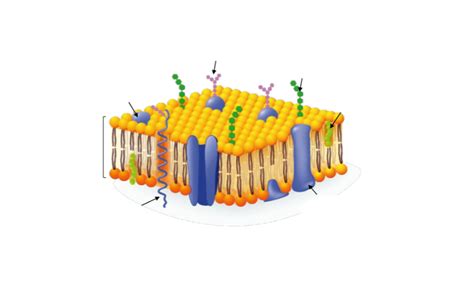 Schéma - Structure de la membrane cellulaire Diagram | Quizlet