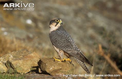 Lanner falcon - Alchetron, The Free Social Encyclopedia