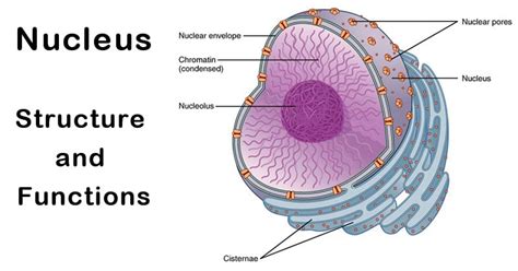 16+ Diagram Of Nucleus - AwesRashee