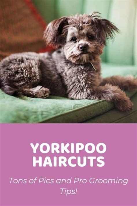 Top Yorkiepoo Haircuts (With Pics!) & DIY Grooming Tips