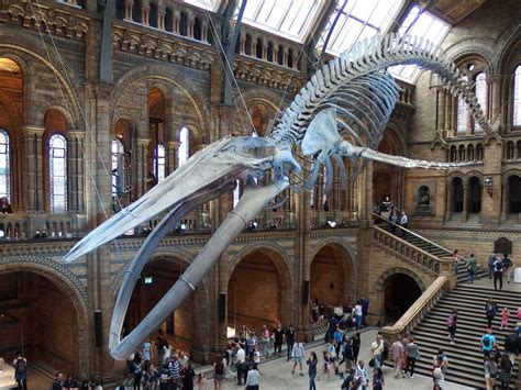 The blue whale skeleton natural history museum london 3 – Artofit