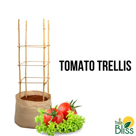 Trellis Bliss Bamboo Tomato Trellis – trellisblissindia