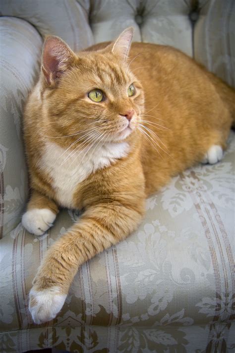 Orange tabby cat with green eyes - socmilo