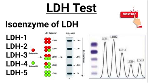 Lactate Dehydrogenase (LDH), Isoenzymes Of LDH, 56% OFF