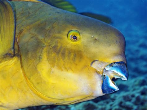 Rainbow Parrotfish Teeth