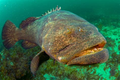 Swimming with Super Grouper | Hakai Magazine