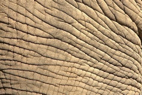 Pin by Pinner on Africa | Elephant, Skin textures, Texture art