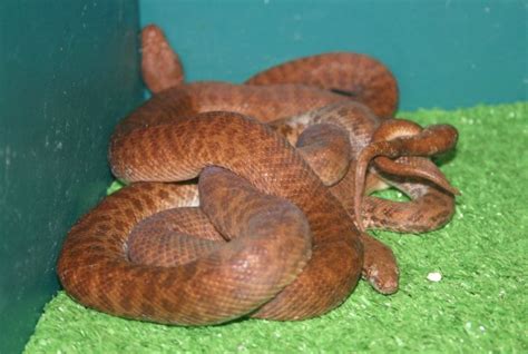 Pygmy Python Facts and Pictures