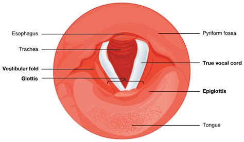 Vocal Folds Anatomy