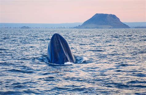 Learn About the 14 Baleen Whale Species