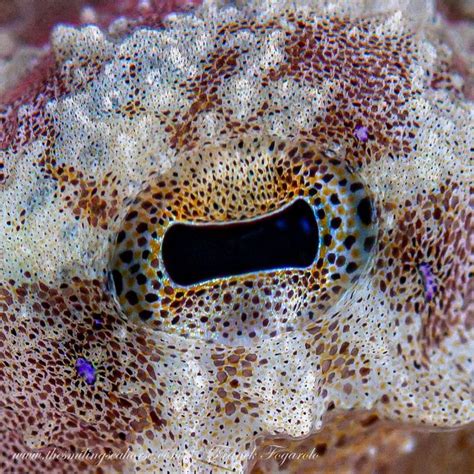 All about the blue ring octopus: small but deadly - Diving liveaboard in Thailand and Myanmar