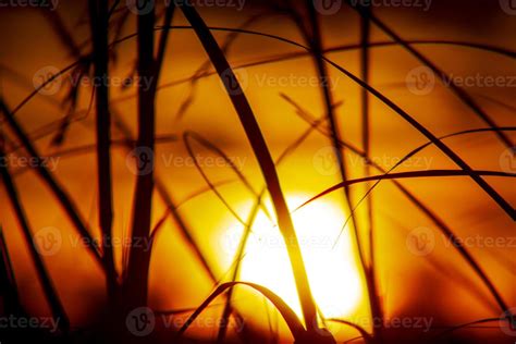 Grass silhouette on golden sky at dusk 17448996 Stock Photo at Vecteezy