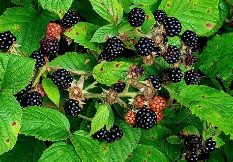 Do Blackberries Have Thorns: Are They Poisonous?