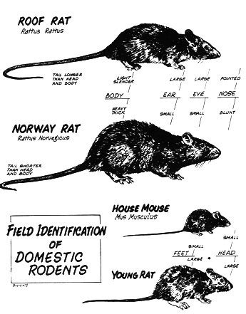 How to tell difference between Rats & Mice | Rat vs Mouse Pictures ...