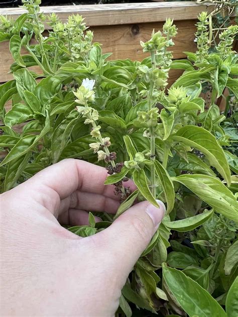 How to save basil seeds ???? ???? Harvesting for future flavor boosts