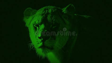 Nightvision Lioness Looks Up with Glowing Eyes Stock Video - Video of pride, lions: 227669117