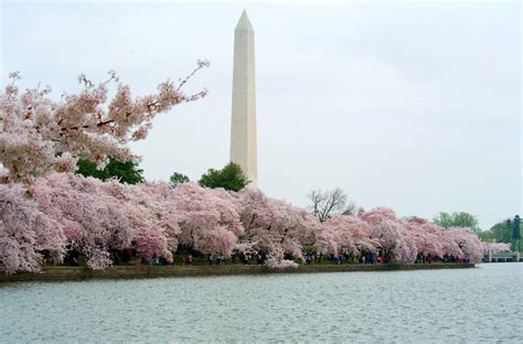 Washington, D.C.’s Cherry Blossom Season Starts in Two Weeks - Condé Nast Traveler