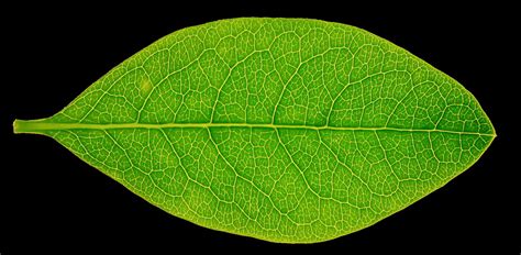 High res leaf texture by hhh316 on DeviantArt