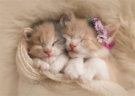 Adorable Sleeping Kittens - HD Wallpaper