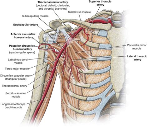 Trauma Thoracic Artery Diagram