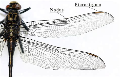 Insect wing - Wikipedia