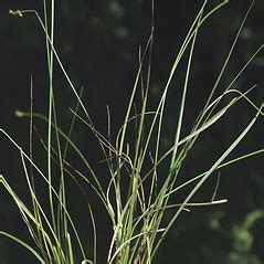 Carex interior (inland sedge): Go Botany