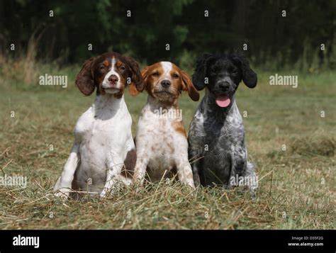 Dog Brittany Spaniel / Epagneul breton three puppies different colors sitting in a meadow Stock ...