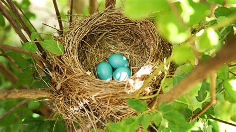 Birds Laying Eggs In Nest