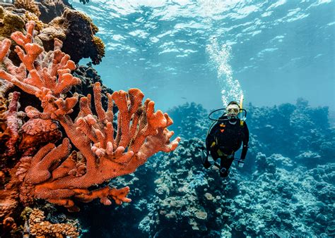 Diving the Northern Great Barrier Reef & The Coral Sea - Sweet Meanders