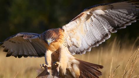 Red-tailed Hawk | San Diego Zoo Animals & Plants