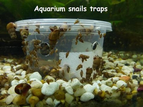 How to get rid of aquarium snails forever in your fish tank