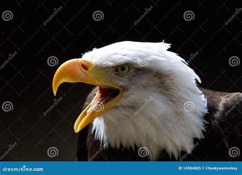 Bald Eagle With Beak Open Royalty Free Stock Photo - Image: 14984885