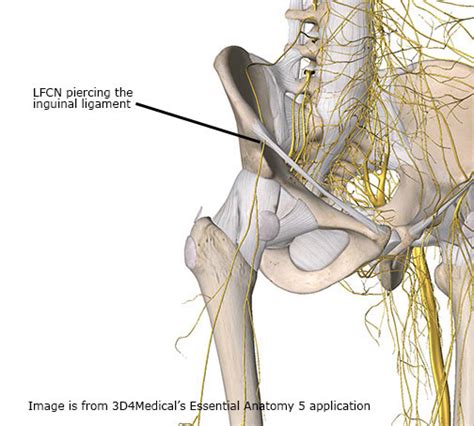 Reconsidering Hip and Iliotibial Band Pain - Academy of Clinical Massage