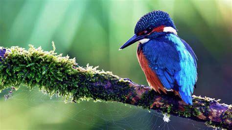 Wallpapers Birds Of Paradise - Wallpaper Cave