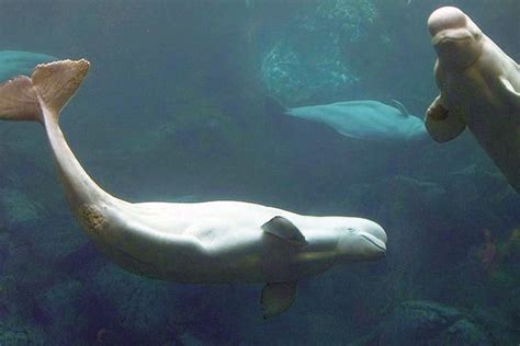 Beluga Whale Images