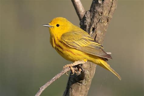 Yellow Warbler "Dendroica petechia" | Boreal Songbird Initiative