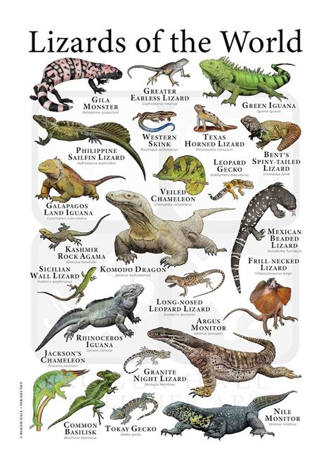 Types Of Lizards Chart