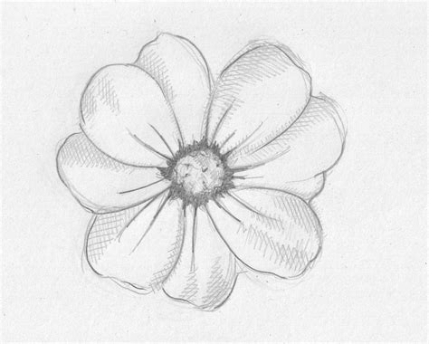 Drawing Pictures Of Flowers That Are Easy at PaintingValley.com | Explore collection of Drawing ...