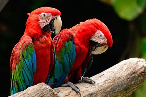 8 Top Colorful Parrot Species