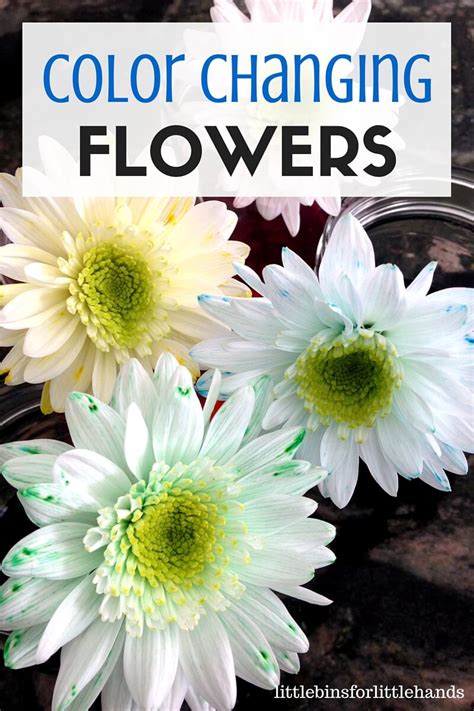 Color Changing Flower Science Experiment Spring STEM